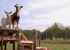 Tierisch tierisch