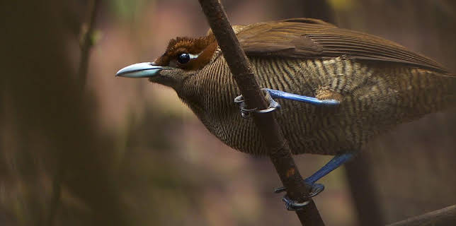 04:15: Abenteuer Wildnis | BR Fernsehen | 1/14 2026