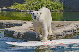 Zoo Life: Fit For Fun