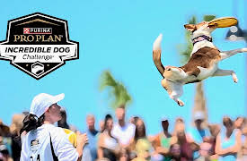 Incredible Dog Challenge S1: 2023 Central Regional Part 1