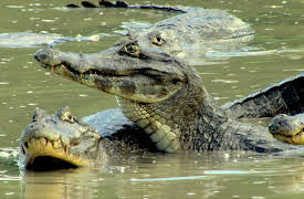 Secret Brazil: Pantanal: Jewels of Pantanal