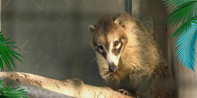 03:30: Elefant, Tiger & Co. (519) | MDR Fernsehen | 1/20 2026