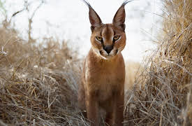 Hostile Planet: 5. Deserts