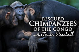 Rescued Chimpanzees of the Congo with Jane Goodall: Building The Dream