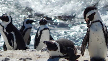 01:30: Meet The Penguins (S1 E1) (S1) | Animal Planet | 10/11 2026