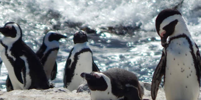 01:53: Meet The Penguins (S1 E1) (S1) | Animal Planet | 12/14 2025