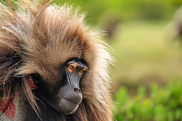 07:10: Unser grüner Planet | ZDFneo | 3/28 2026