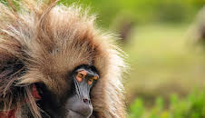 Unser grüner Planet