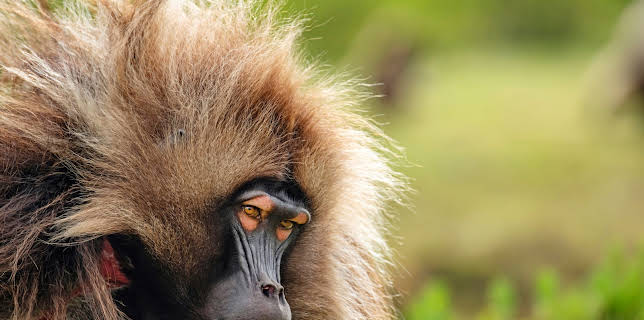 11:10: Unser grüner Planet | ZDFneo | 1/3 2026