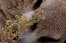 Meerkat Manor: Boys Will Be Boys