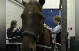 Animal ER: Facing Tough Decisions