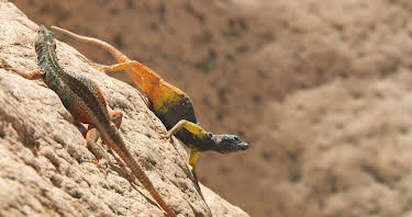 14:05: Die Farben der Tierwelt (2/2) | 3SAT | 4/29 2026