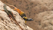 Die Farben der Tierwelt (2/2)