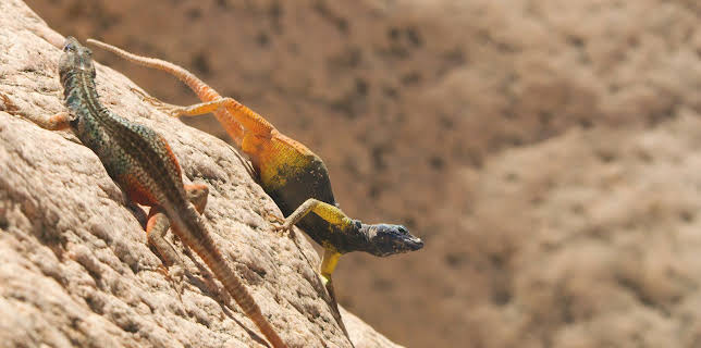 11:00: Die Farben der Tierwelt (2/2) | 3SAT | 12/10 2025