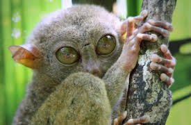 Absurd Planet: Eat Prey, Live