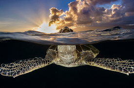 Mediterranean: Life Under Siege: Caring for Living Beings