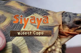 Siyaya - Wildest Cape: Goukamma - A Last Wild