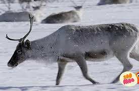 Lost!: Flash And The Deep Freeze