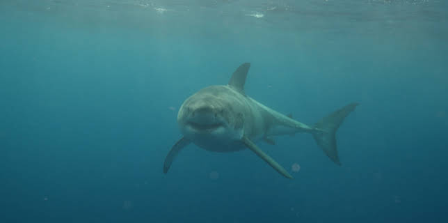 1:00 AM: - | Animal Planet | 12/2 2025