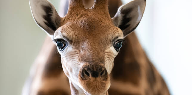 17:00: Crikey! It's the Irwins (S3 E4) (S3) | Animal Planet | 11/18 2025