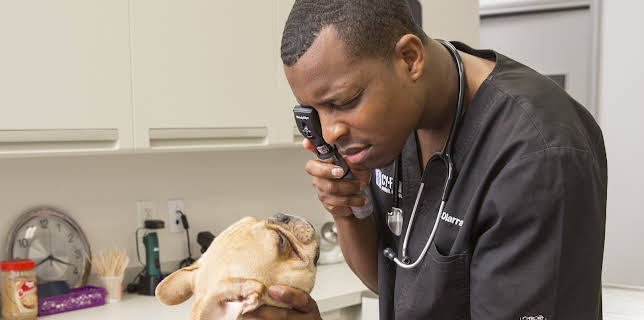 13:05: The Vet Life (S1 E2) (S1) | Animal Planet | 2/12 2026