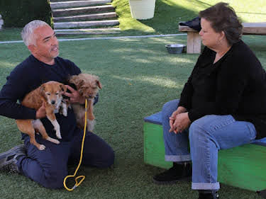 07:50: Cesar Millan: Better Human Better Dog - Bessere Menschen, bessere Hunde | Sixx | 5/3 2026