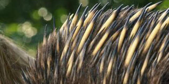 11:26: The Irwins: Robert, el rey de las Cobras | Discovery Max | 3/8 2026