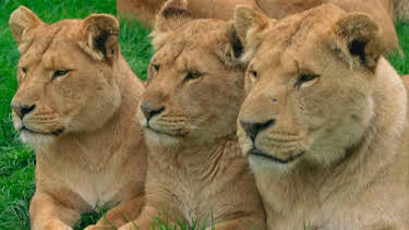 9:30 AM: Animal Park | BBC One Wales | 8/6 2026