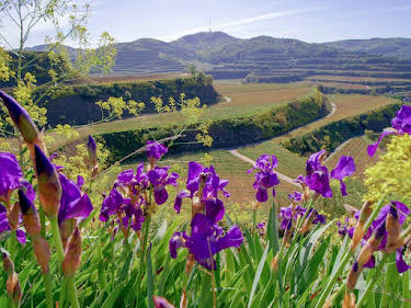 04:10: Wildes Deutschland | SWR Fernsehen RP | 4/27 2026