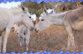 Awesome Animals and Mini Me: Season 1: Donkey