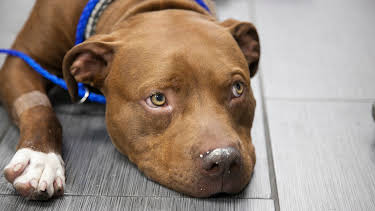 09:30: Dr. Jeff: Rocky Mountain Vet (S4 E20) (S4) | Animal Planet | 2/13 2026