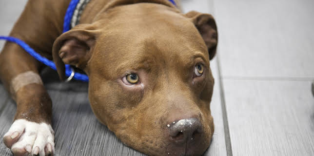 18:00: Dyrlegen i Rocky Mountain (S4 E20) (S4) | Animal Planet | 2/13 2026