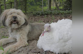 Amazing Animal Friends Season 1: A Friend in Need