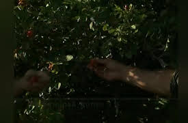 The Victory Garden: Season 33: Edible