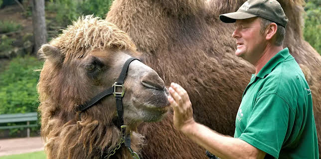 11:40: Leopard, Seebär & Co. | NDR Fernsehen | 12/5 2025