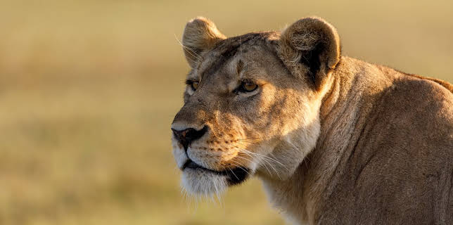 10:00 PM: Queens | Nat Geo Wild | 3/8 2026