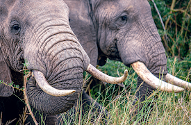 Secrets of the Elephants: Desert