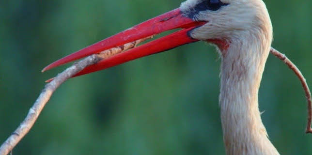 05:30: Tiere und Pflanzen | SWR Fernsehen RP | 1/14 2026