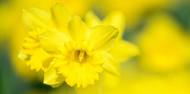 11:15: Schnittgut. Alles aus dem Garten | WDR Fernsehen | 3/21 2026