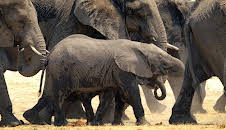 Documental  Travesias Animales Epicas