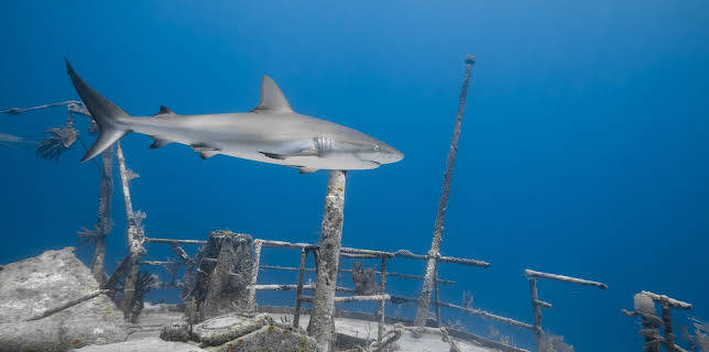 03:45: The Sharks Of Headstone Hell | Animal Planet | 10/30 2025