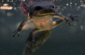 History Of Life On Earth: Journey To Land