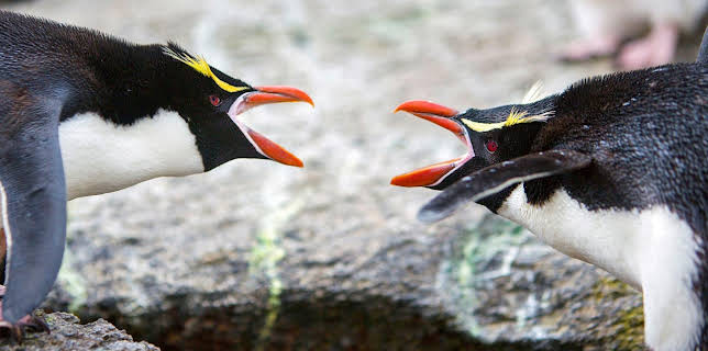 17:05: Wildes Neuseeland (2/3) | Arte | 3/23 2026