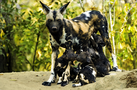 Growing Up Animal: A Baby Wild Dog's Story
