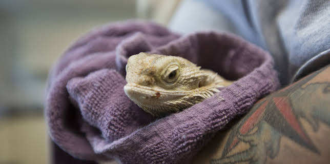 13:05: Dr. Dee: Alaska Vet (S2 E9) (S2) | Animal Planet | 1/8 2026