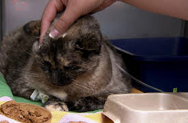 Dr. Jeff Rocky Mountain Vet Season 1: Miracle Cat