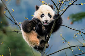 Asia, Season 1: Tangled Worlds