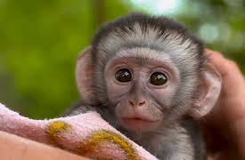 Work on the Wild Side, Season 1: Baby Animals