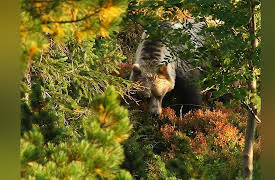 The Tatra Mountains: Wild at Heart