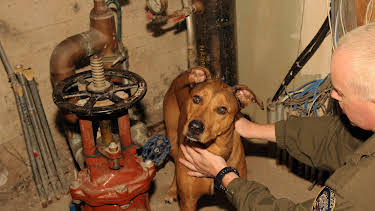 07:50: Animal Cops Miami (S16 E4) (S16) | Animal Planet | 2/1 2026